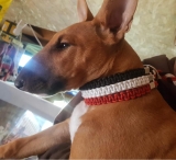 Hundehalsband - schwarz-weiß-rot - Paracord - massive - klein